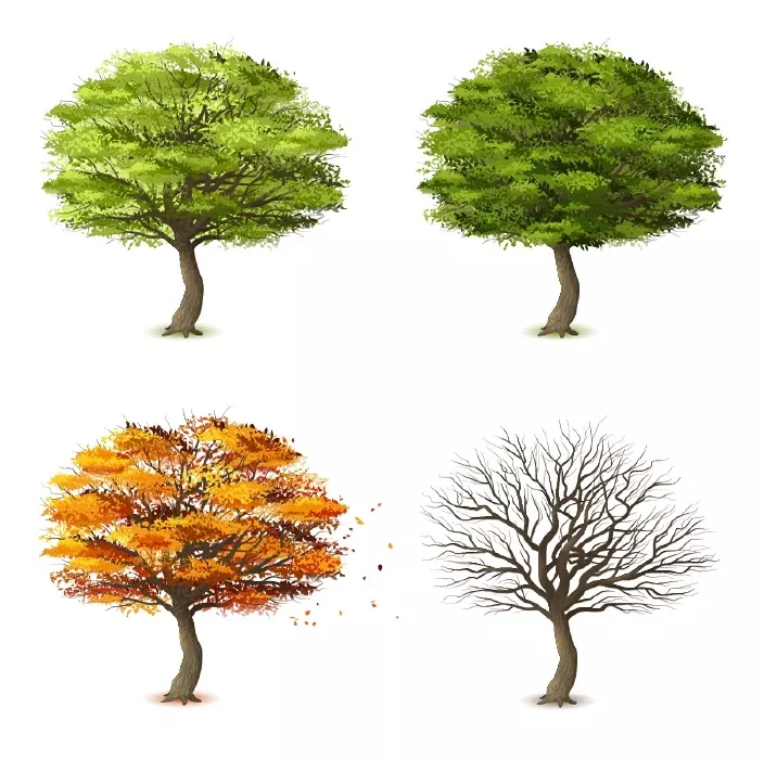 دانلود وکتور درخت در چهار فصل